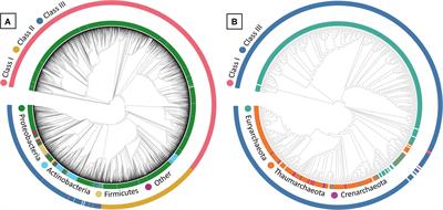 Developing Bioprospecting Strategies for Bioplastics Through the Large-Scale Mining of Microbial Genomes